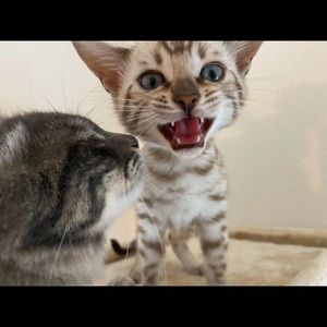 Meet your Posher, Lu